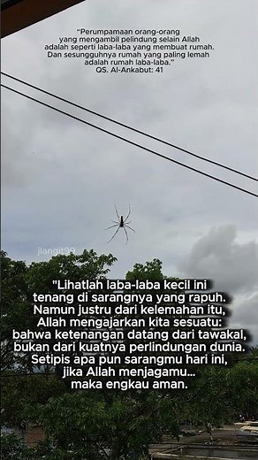 belajar tawakal dari sarang laba-laba | Pelajaran hidup
