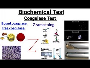 Coagulase Test || Biochemical Test || Bound coagulase || Free coagulase || #Microbiology