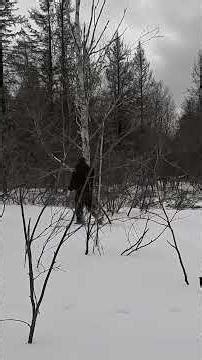 Mount Beavermajaro! Massive beaver lodge in the U. P. #b2boutdoors #beavertrapping
