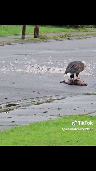 Powerful Eagle Eating Rat - Animal Predatory Behavior