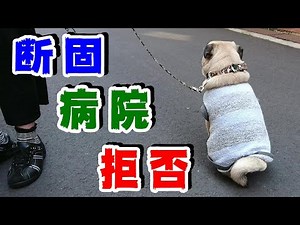 Funny and Cute Pug Video from Japan. | My Pug hates hospitals!