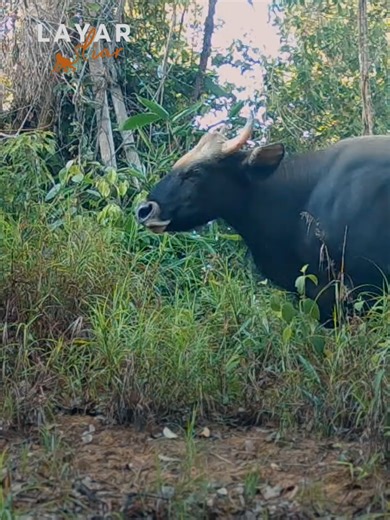 Kenali Seladang Malaysia: Gergasi Hutan