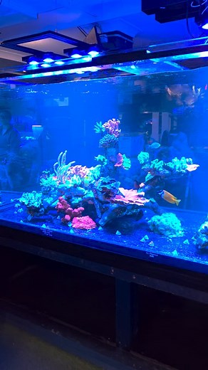 🔥 Never before seen in Australia 🔥 A crazy big 4000L reef tank inside one of the best aquarium stores @arc.aquariums Lit by @illumagic X4s and guess the age?? Only 2 weeks already with coralline growing everywhere 💙 More of this plz #reefkeeping #reeftank #monsteraquarium | DALUA