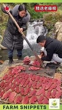 Modern Farming Meets Rural Life 🌾 | Real Agricultural Work in Action🔥