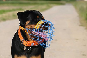 Considering a Muzzle? Read This First.