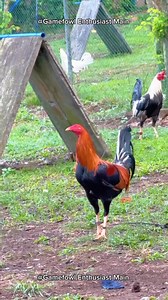 Secrets to Raising Happy and Healthy Chickens: A Beginner's Guide #gamefowleducation #poultrycaretips #responsiblebreeding | Gamefowl Enthusiast