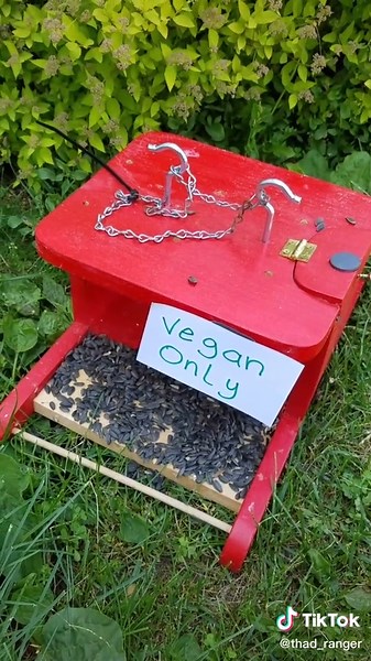 Effective Squirrel Repellents for Bird Feeders