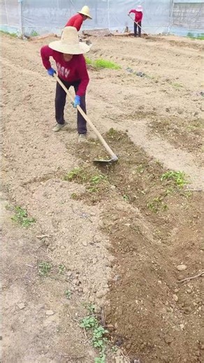 Manually tilling the planting soil