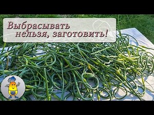 Чесночные стрелки на зиму: заморозка и рецепты приготовления