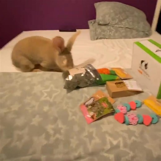 Midnight snacks on the human bed. Look 👀 at all this amazing stuff from bunniesthatlunch ❤️❤️ ...........……......... Want one of your own? Don’t forget to use discount code AMBER10 for 10% off your order 🤫 . . . . . . . . . . . . . . . , . . . . . . #bunny🐰 #bunnies #bunniesofinstagram #rabbit #rabbits #rabbitstagram #petsofinstagram #giantrabbit #rabbitlovers #bunnylove #giantrabbitsofinstagram #bunstagram #bunniesofig #houserabbits #bunniesworldwide #rabbitsworldwide #rabbitlife #instabunny