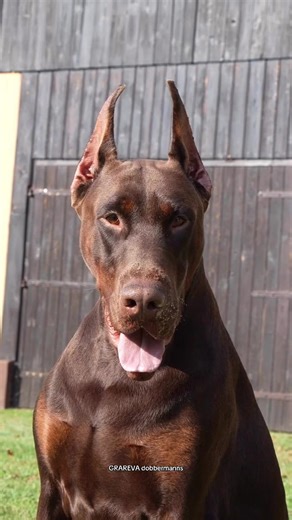 OK #grarevadobermanns #dog #doberman #beautiful