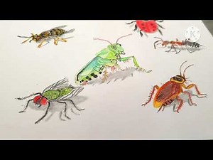 How to draw Realistic insects Wasp,beetle, grasshopper,Ant,Fly, cockroach | insects drawing
