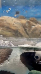 Practicing my intimidation game one flipper at a time. Do you think the other penguins will fall for it? African penguins can swim up to 12 miles per hour while hunting, and I’m on the hunt for another win! Vote 3 ways today, March 23 and tomorrow, March 24! Link in Bio. INSTAGRAM | VOTE in two 24-hour polls on stories @penguins_international FACEBOOK | VOTE by Emoji on post @penguinsIntl WEBSITE | VOTE at penguinsinternational.org/motpm-2025/ oxox, Zilla | Turtle Back Zoo