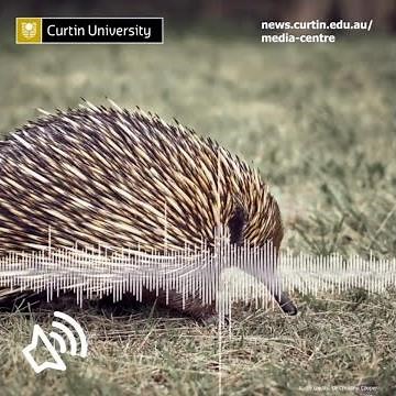 Echidnas communicating recorded by Australian researchers