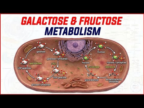 10. Galactose & Fructose Metabolism + Polyol Pathway 🍬🧬 MBBS 1st Year Biochemistry