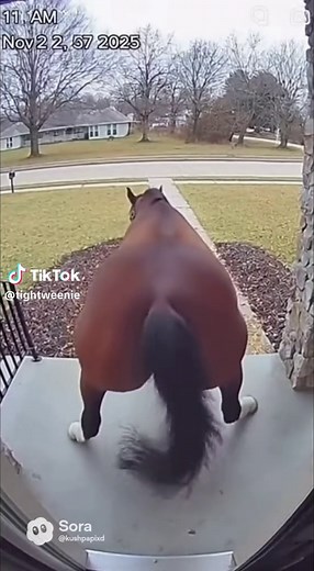 Horses Dancing and Twerking Compilation