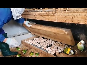 My Natural Aviary of Parakeets - The secret to becoming successful in Raising Parakeets