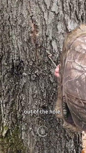 How Maple Syrup Actually Starts