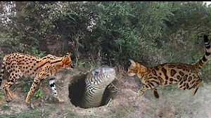 14M views · 10K reactions | Serval Vs Snakes In Incredible Scenes. An unexpected ending! | Wild Animal World | Facebook