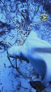 Crushing a spiny lobster shell under water