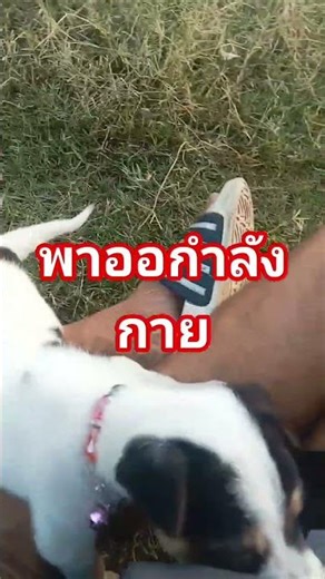 #หมาพิการ