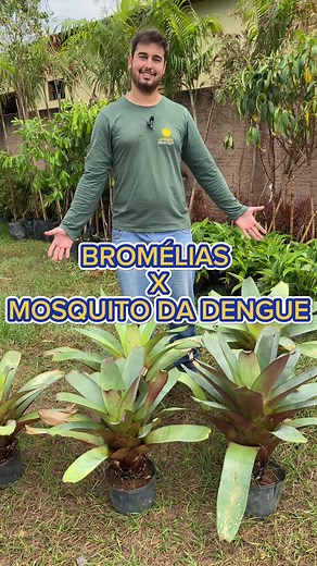 Bromélias: Desmistificando a Conexão com Mosquitos