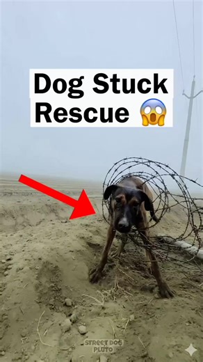 @_street_dog_Pluto on Instagram: "y2mate SSyoutubeSSyoutube YouTube Video Downloader https://youtube.com/shorts/r4if7JEA1Dw?si=fVlf_0-2BMuNU13D Download and convert YouTube videos to MP3 and MP4 online for free.. Audio MP3 0.9M Video 1080p 30.49M 720p 16.59M 360p 4.16M 1080p 29.59M 720p 15.69M 480p 3.95M Youtube downloader thumbnail Dog Stuck In Fencing Wire 😱 Duration: 00:00:58 ×Dog Stuck In Fencing Wire 😱"
