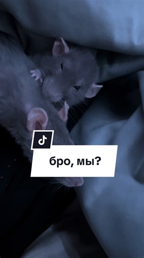 Understanding Pet Rats: Care and Fun Facts