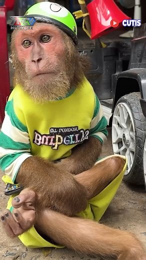 528K views · 8K reactions | Nhiều cô chú đi chợ bất ngờ khi thấy một chú khỉ biết bán hàng ------ Nguồn: CUTIS 16 Bản quyền được bảo vệ và quản lý bởi MCV Network #MCVNetwork #Pet #Cutis #Viral #NWT #CT16 | Tạp chí 360 | Facebook