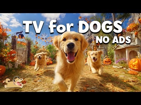 DOG TV: [NO ADS] Best Videos to Entertain & Fun Dogs When Home Alone - Video Entertainment for Dogs
