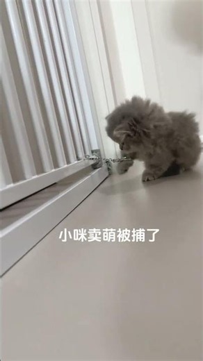 Meet the Tiny Giants: Dwarf Cats Unveiled