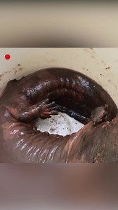 A 95-centimeter, 8.8-kilogram adult Chinese giant salamander was rescued in Jiangxi's Tangfang Town after being found by villagers near a shallow stream. Local police and experts from the agriculture and fisheries sectors quickly arrived at the scene and, upon verifying its good health, returned the creature to the wild. #ChinainSeconds #ChorusofLife For more: https://english.cctv.com/ | CCTV