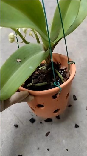 Step by step learn tutorial repotting your own orchid plant with simple techniques #orchid