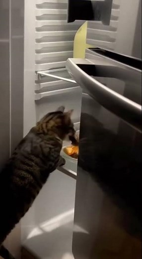 Watch till the end! 😹 Cat Can’t Stop Sneezing! 🤧🐱