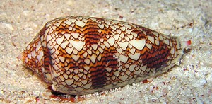 Les algorithmes du vivant