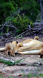 24K views · 761 reactions | Lion cub - Wants milk! #shorts#baby#lion | The Lion | Facebook