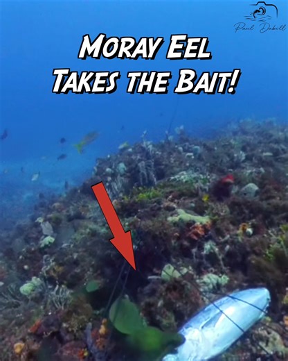 Shark Snatches Moray Eel's Lunch! | Paul Dabill Photography