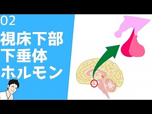 ② Functions and types of hormones in the hypothalamus, anterior pituitary gland, and posterior pi...