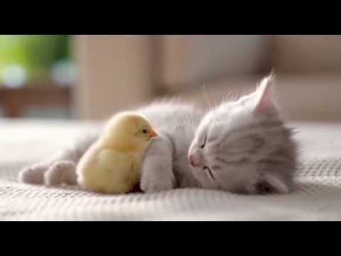 [寝落ちできる癒し映像]静かな夜にぼーっと眺める作業用リラックス動画 #cat #dog #cute #作業用 #寝落ち