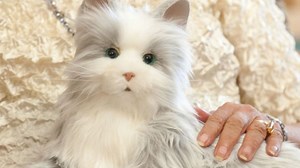 Robotic companion cats for the elderly