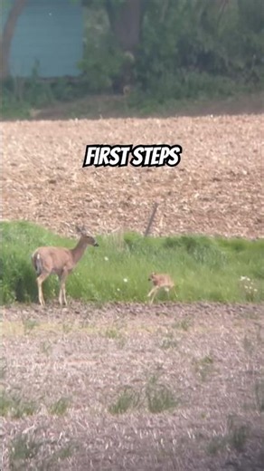 Adorable Newborn Deer Fawn Frolicking