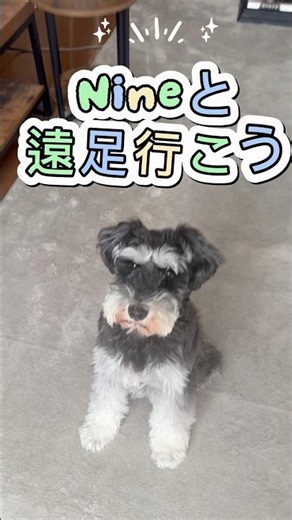 愛犬もだましだまし上手に育ててみる👦🐶 #ミニチュアシュナウザー