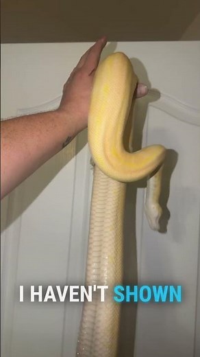 Breadstick the albino pinstripe ball python #ballpython #snake #reptile #reptiles