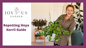 60 reactions · 6 comments | This guide to repotting Hoya Kerrii...