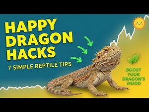 7 Tricks to Make Your Bearded Dragon Happier Today