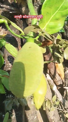 आम्ही कोकण करतो मी कोण कॉमेंट मध्ये सांगा