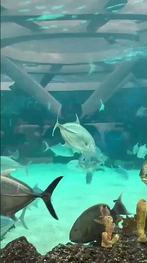 🐠 Amazing Ocean Park Adventure Fish & Underwater World 🌊🐟