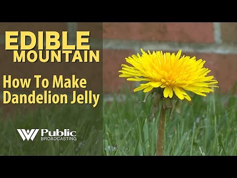 Edible Mountain - How To Make Dandelion Jelly