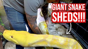Helping Lucy's sister Daisy, my 18 foot Reticulated python, with some pieces of stuck shed. SUBSCRIBE TO BRIAN BARCZYK ▶ http://bit.ly/Sub2BrianBarczyk Watch More GIANT REPTILES ▶ https://bit.ly/2uICP6s #BRIANBARCZYK #GIANTSNAKES #SHEDDING | Brian Barczyk