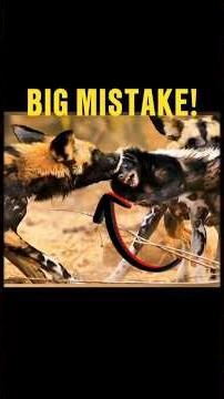 Honey Badger vs Wild Dogs – You Won’t Believe What Happens